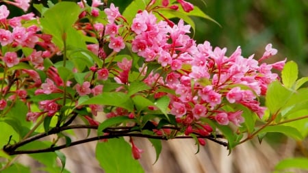 Spring branches - pretty, branches, beautiful, fragrance, spring, freshness, blooming, leaves, tree, flowering, flowers, nature, scent, lvoely