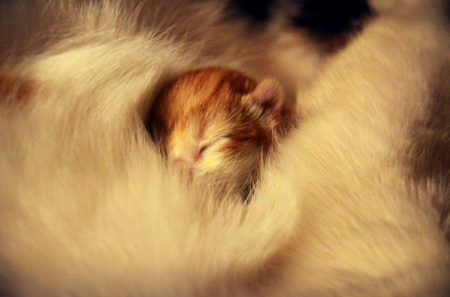 Cat - hat, pretty, cat face, beautiful, lovely, paws, cat, kitten, cute, cats, face, sleeping, animals, kitty