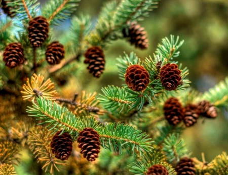 Pine Cones - nature, brown, pine cone, pine cones, green