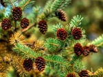 Pine Cones