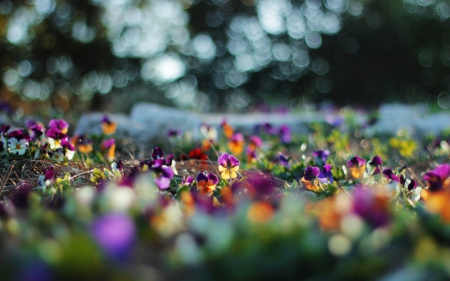 Pansies - pansy, nature, flowers, field, pansies, flower