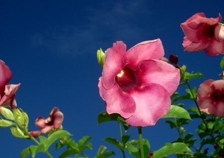 Flowers - flower, petal, nature, pink