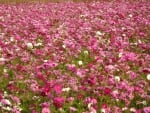 Cosmos flower fields