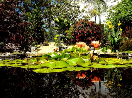 Garden - lilies, water, garden, flower