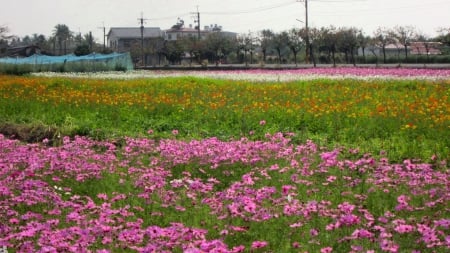 Rural flower fields - colorful, Rural, beautiful, field, flower