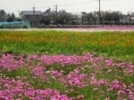 Rural flower fields