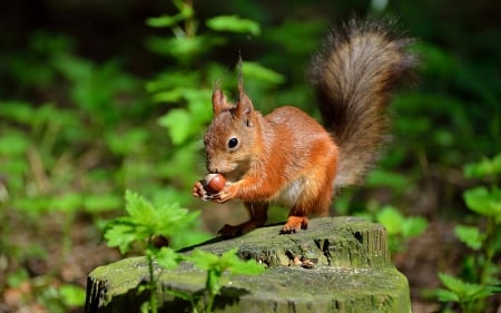 Cute squirrel - food, nut, cute, squirrel