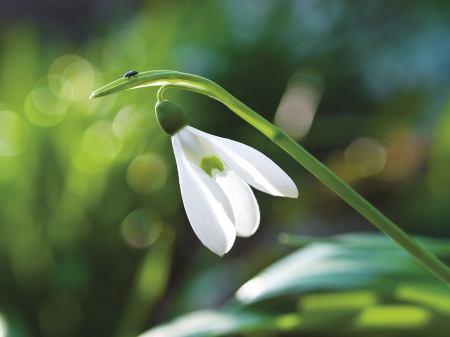 Is Spring In My Heart!â™¥  - white, bokeh, sunshine, fresh, snowdrop, wonderful, spring