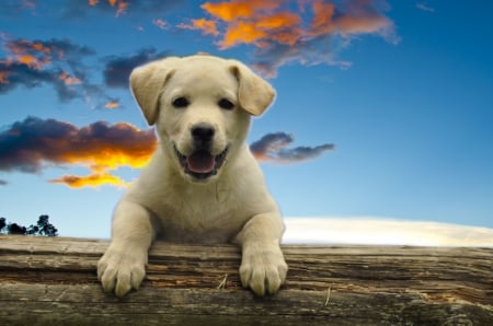 A Happy Puppy - clouds, trees, dog, puppy, fence, sky