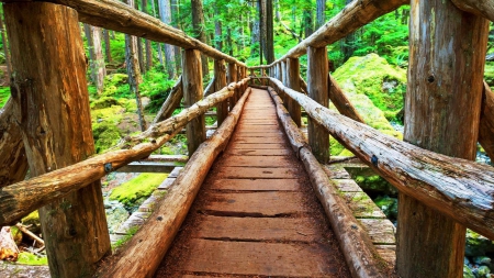 bridge in a forest - stream, wood, bridge, forest