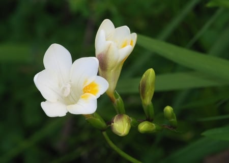 Freesia - spring, white, flower, Freesia