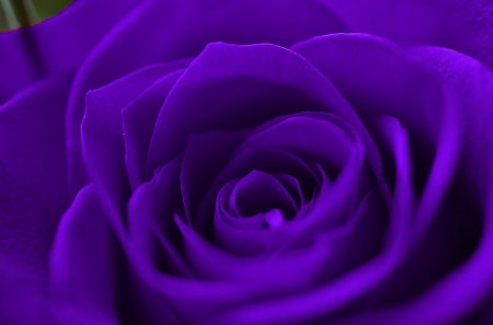 Gorgeous Purple Rose!