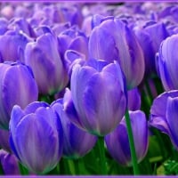 Purple Tulips!