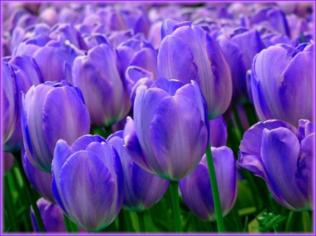 Purple Tulips! - flowers, tulips, nature, purple