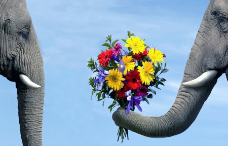 Love - love, elephant, romantic, flower