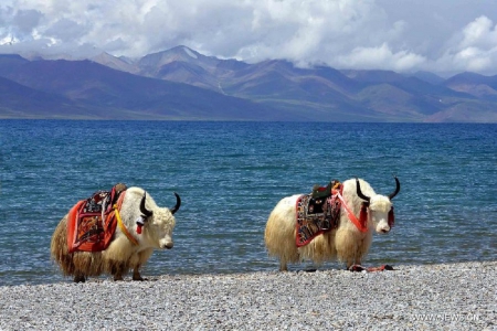 Tibet - Tibet, Bull, Sea, Beach