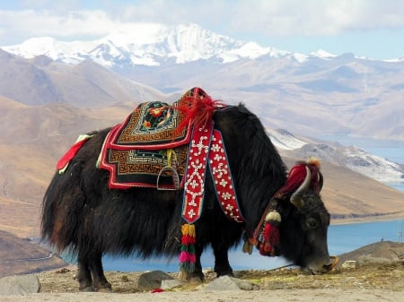 Tibet - nature, bull, mountain, tibet