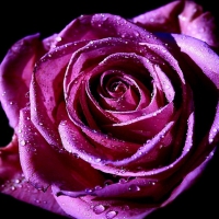 Pink Rose