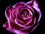 Pink Rose