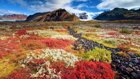 aurumn flowers on an icelandic prairie - flowers, prairie, autumn, glaciers, mountains