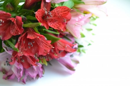 Alstroemeria - alstroemeria, pink, red, flowers, alstroemerias, flower