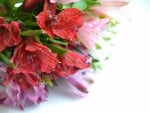 Alstroemeria