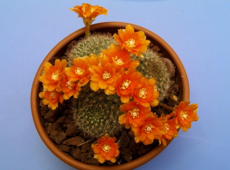 Cactus - needle, cactus, needles, flowering, orange, flowers, pot, flower