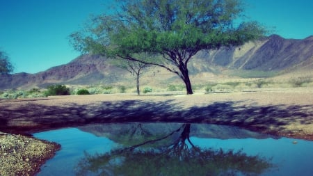 a desert pond - trees, mountain, reflection, desert, pond