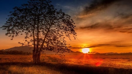 glorious sunset hdr - field, tree, sunset, shadow, hdr