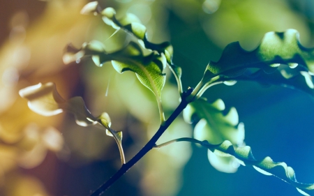 Curly Leaves - leaves, sunshine, curly, branch