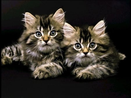 Lovely kittens