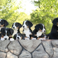 Great swiss mountain dogs