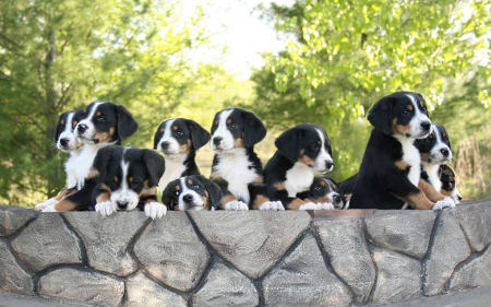 Great swiss mountain dogs