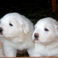 Great pyrenee puppies