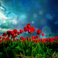 Red Tulips