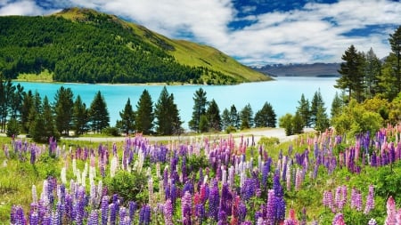 Beautiful Colors - fields, lake, mountain, blu sky, flowers