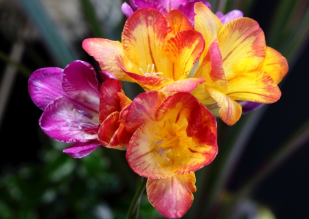 Freesia - nature, freesia, freesias, flowers, flower