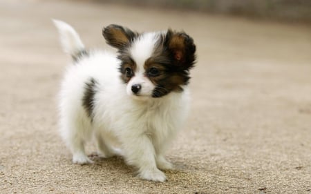 Puppy - dogs, cute, dog, puppies, puppy