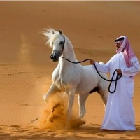 Arabian pride