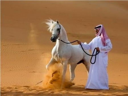 Arabian pride - white, Arabian, beauty, stallion, horse