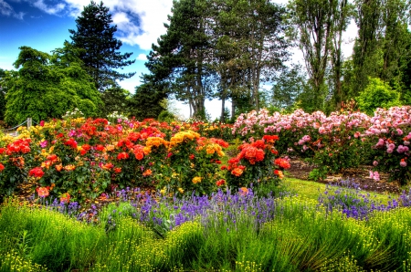 PARK  in SPRING - flowers, spring, nature, park