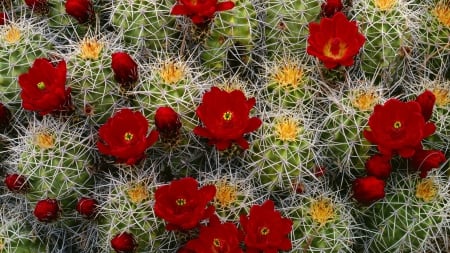 Cactus - blooms, buds, flower, flowers, bloom, nature, red, cactus, needles