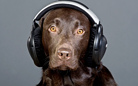 HE LOVES MUSIC - music, pet, headphone, dog