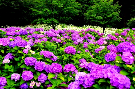 HYDRANGEAS - flowers, nature, spring, field, hydrangeas