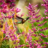 Humming-bird