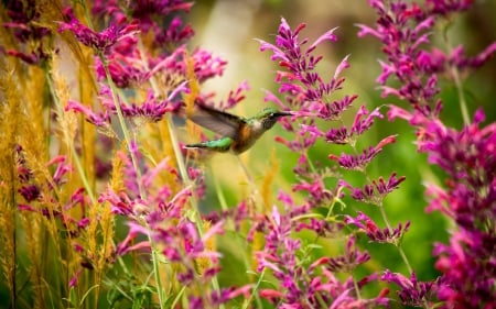 Humming-bird - wings, flower, fly, bird, pink, humming-bird, green