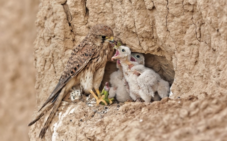 Pygmy falcon family - bird, rock, cute, baby, pygmy falcon, family