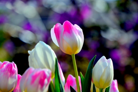 SPRING - flowers, tilips, nature, spring, field