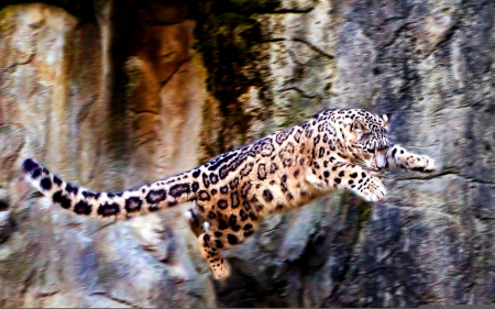 THE WILD JUMP! - cat, jump, leopard, snow