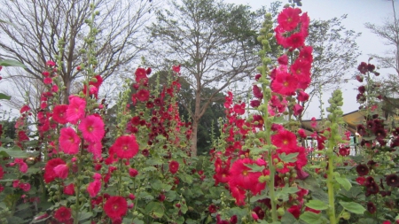 hollyhock - alcea rosea l, garden ornamental plants, hollyhock, beautiful